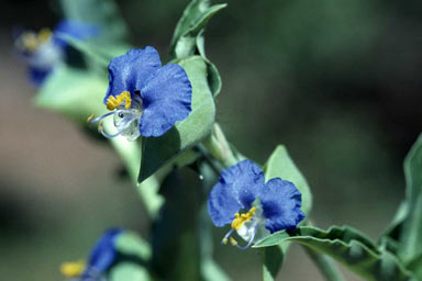 APII jpeg image of Commelina ensifolia  © contact APII