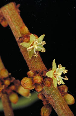 APII jpeg image of Cleistanthus semiopacus  © contact APII