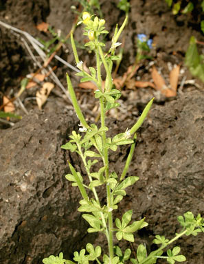 APII jpeg image of Cleome viscosa  © contact APII