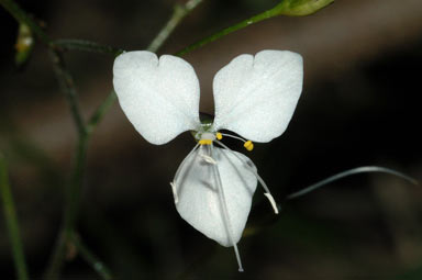 APII jpeg image of Aneilema acuminatum  © contact APII