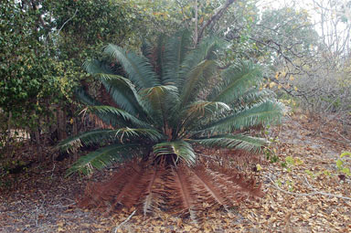 APII jpeg image of Cycas silvestris  © contact APII