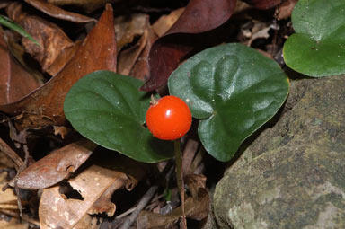 APII jpeg image of Geophila repens  © contact APII