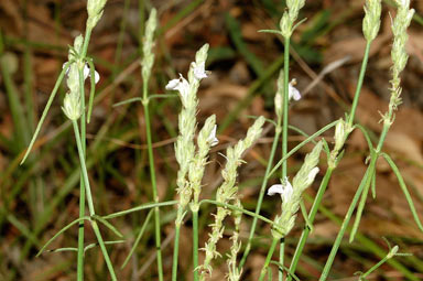 APII jpeg image of Rostellularia adscendens  © contact APII