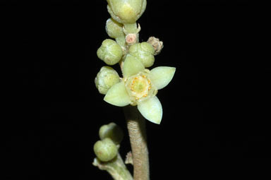 APII jpeg image of Sarcomelicope simplicifolia subsp. simplicifolia  © contact APII