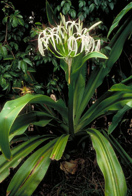 APII jpeg image of Crinum pedunculatum  © contact APII