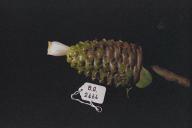 APII jpeg image of Costus dubius  © contact APII