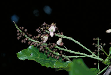 APII jpeg image of Pongamia pinnata var. pinnata  © contact APII