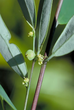 APII jpeg image of Phyllanthus hypospodius  © contact APII