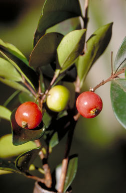 APII jpeg image of Eugenia reinwardtiana  © contact APII