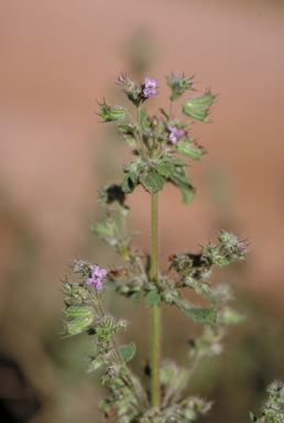 APII jpeg image of Mesosphaerum suaveolens  © contact APII