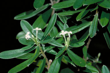 APII jpeg image of Pimelea latifolia subsp. latifolia  © contact APII