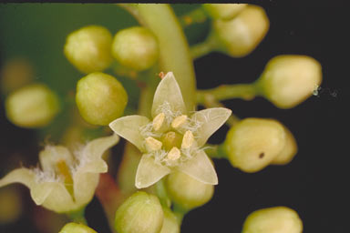 APII jpeg image of Apodytes brachystylis  © contact APII