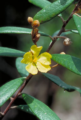 APII jpeg image of Hibbertia banksii  © contact APII