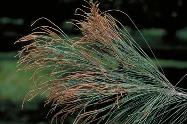 APII jpeg image of Allocasuarina torulosa  © contact APII