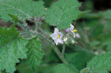 APII jpeg image of Solanum cookii  © contact APII