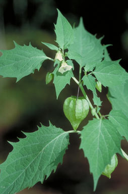 APII jpeg image of Physalis minima  © contact APII