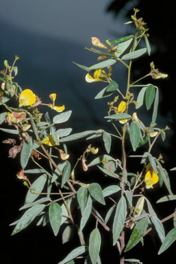 APII jpeg image of Cajanus acutifolius  © contact APII