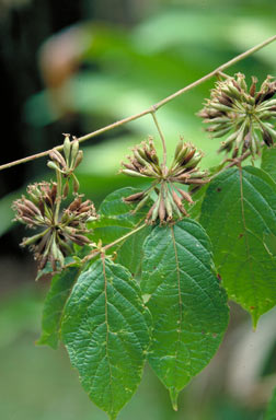 APII jpeg image of Uncaria lanosa var. appendiculata  © contact APII