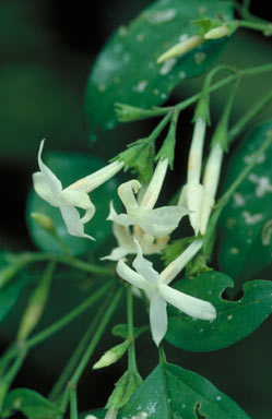 APII jpeg image of Jasminum dallachii  © contact APII