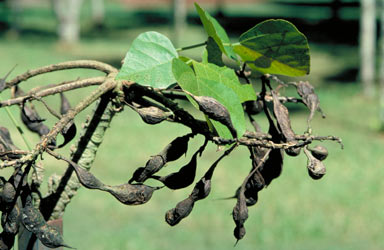 APII jpeg image of Erythrina variegata  © contact APII