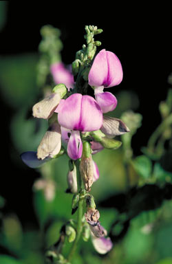 APII jpeg image of Pueraria phaseoloides  © contact APII