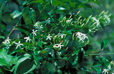 APII jpeg image of Jasminum simplicifolium subsp. australiense  © contact APII