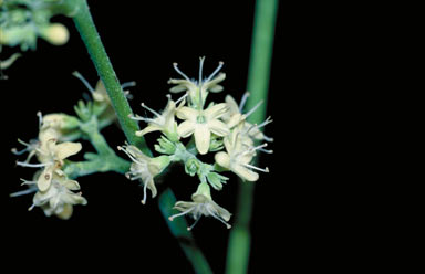 APII jpeg image of Petraeovitex multiflora  © contact APII