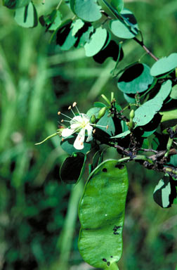 APII jpeg image of Bauhinia binata  © contact APII