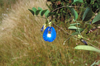 APII jpeg image of Clitoria ternatea  © contact APII