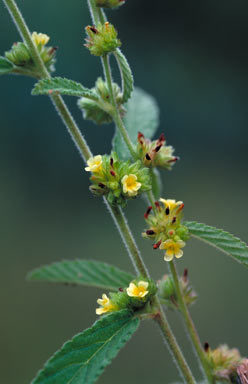 APII jpeg image of Waltheria indica  © contact APII