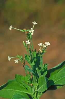 APII jpeg image of Nicotiana forsteri  © contact APII