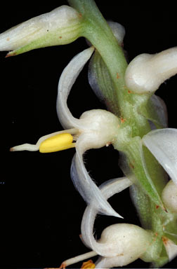 APII jpeg image of Helmholtzia acorifolia  © contact APII