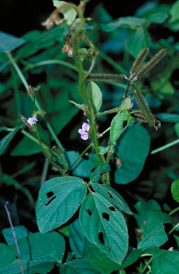 APII jpeg image of Calopogonium mucunoides  © contact APII