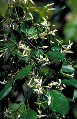 APII jpeg image of Jasminum dallachii  © contact APII