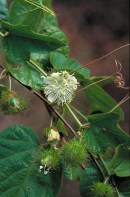 APII jpeg image of Passiflora foetida  © contact APII