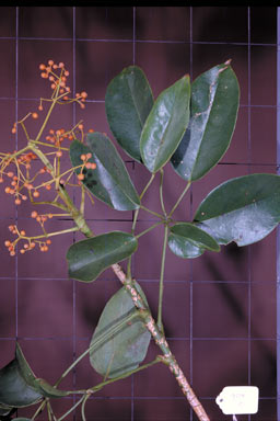 APII jpeg image of Schefflera elliptica  © contact APII