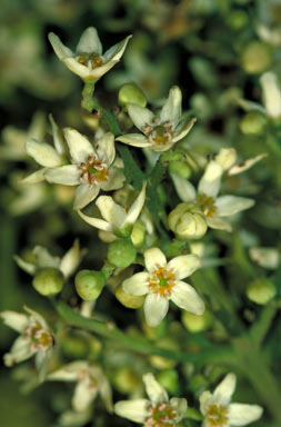 APII jpeg image of Flindersia schottiana  © contact APII