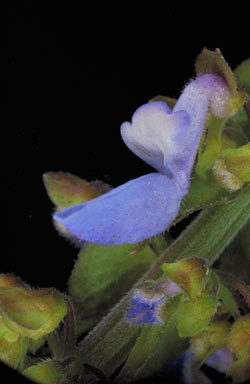 APII jpeg image of Plectranthus scutellarioides  © contact APII