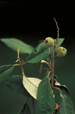 APII jpeg image of Croton phebalioides  © contact APII