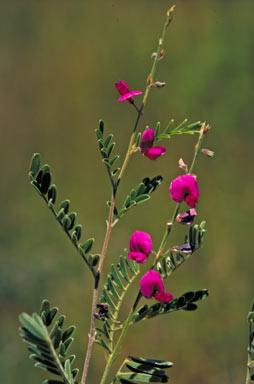 APII jpeg image of Tephrosia dietrichiae  © contact APII