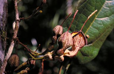 APII jpeg image of Aristolochia australopithecurus  © contact APII