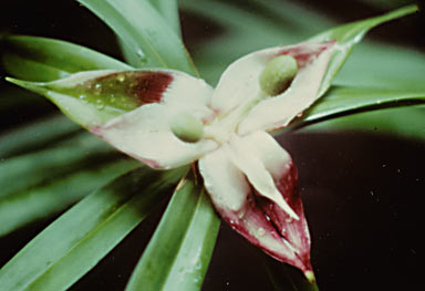 APII jpeg image of Freycinetia sp. Claudie River (RT 286)  © contact APII