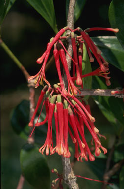 APII jpeg image of Amyema quaternifolia  © contact APII