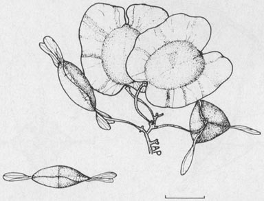 APII jpeg image of Dodonaea polyandra  © contact APII