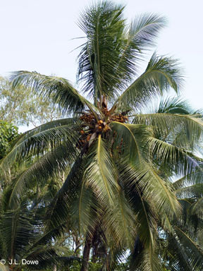 APII jpeg image of Cocos nucifera  © contact APII