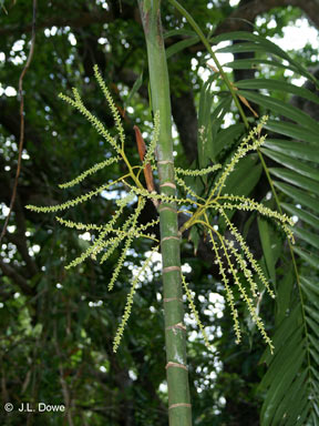 APII jpeg image of Ptychosperma macarthurii  © contact APII