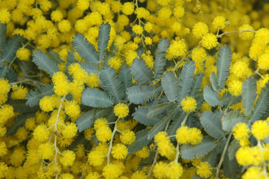 APII jpeg image of Acacia baileyana  © contact APII