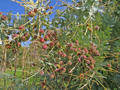 APII jpeg image of Acacia baileyana  © contact APII