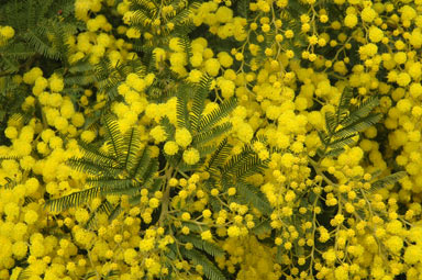 APII jpeg image of Acacia dealbata  © contact APII