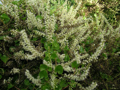 APII jpeg image of Anredera cordifolia  © contact APII